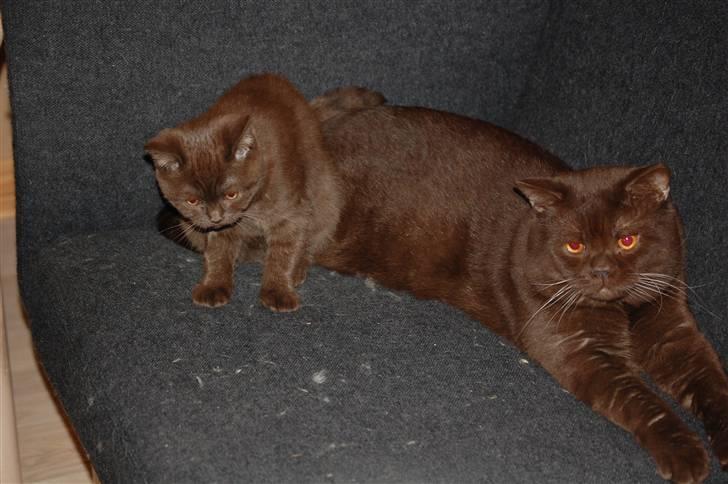 British Shorthair DK Vester's Isis billede 12