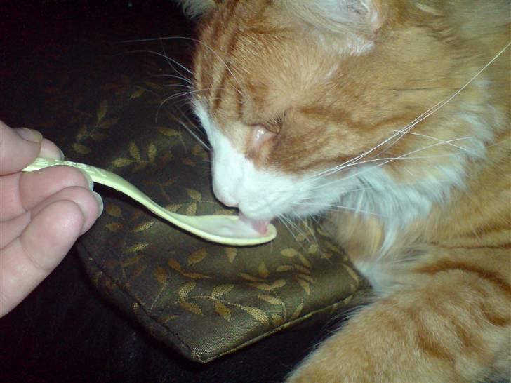 Blanding af racer simba - baby mad guf guf billede 16