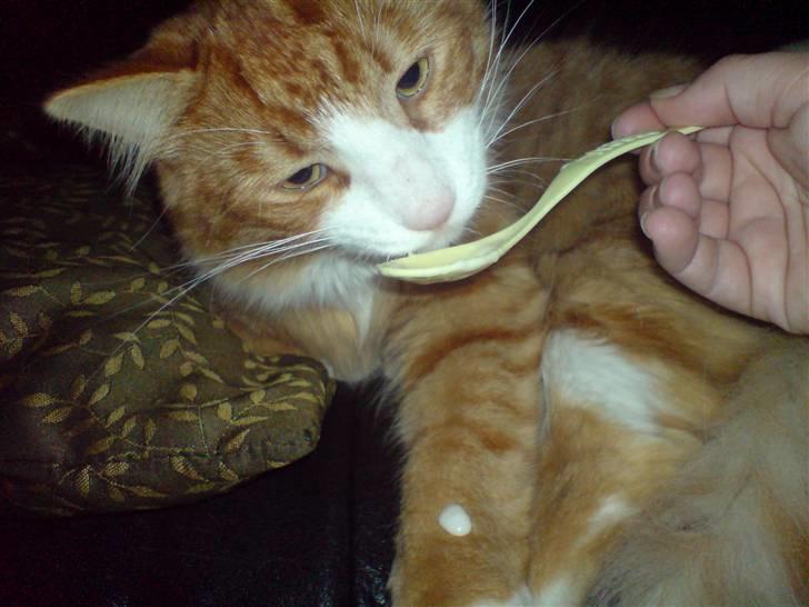 Blanding af racer simba billede 17