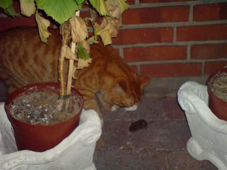 Blanding af racer simba - så fik jeg dig billede 19