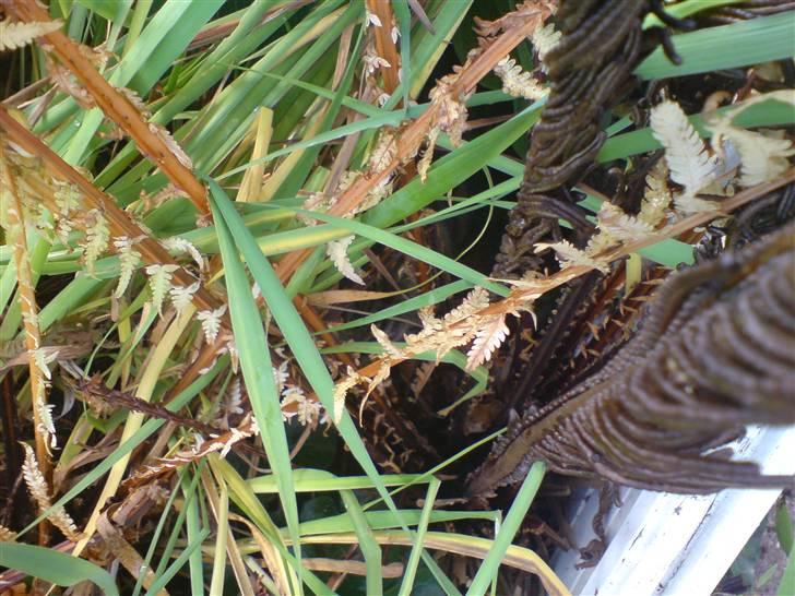 Huskat sortemis - kan i se mig??? billede 17