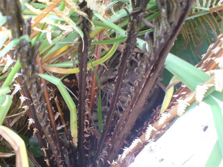 Huskat sortemis - heller ikke nu??? billede 18