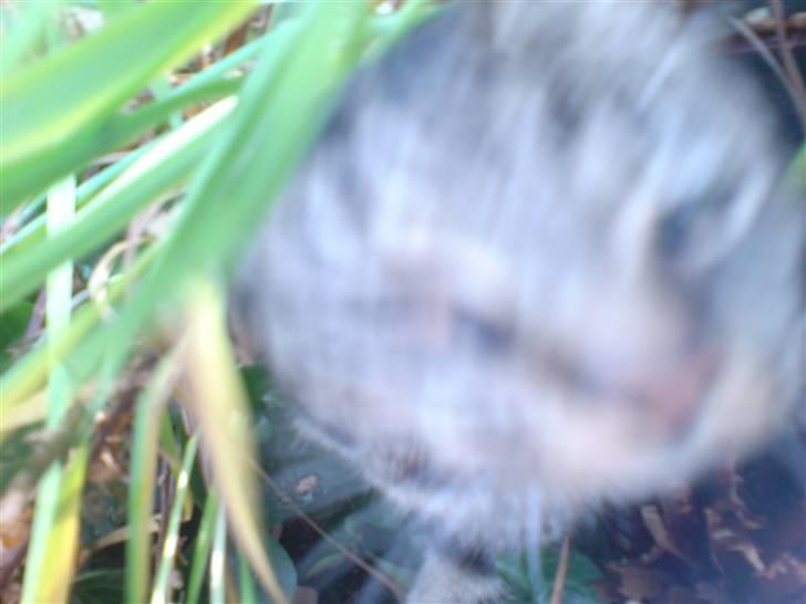 Huskat sortemis - her er jeg hihi, din tur nu billede 19