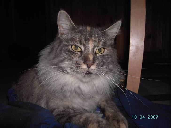 Maine Coon Sally billede 1