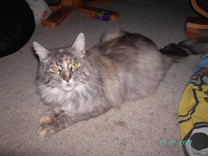 Maine Coon Sally - Er hun ikke bare flot billede 2