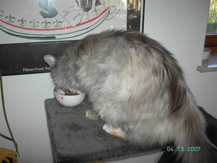 Maine Coon Sally - Så skal der spises en go beskæfdigelse billede 3