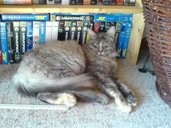 Maine Coon Sally - ligger lige og flyder i solen billede 4