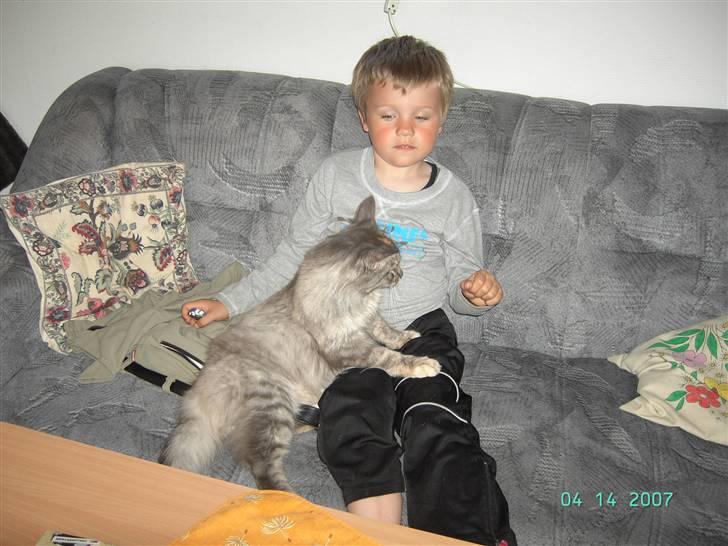 Maine Coon Sally - Min søn er meget glad for sally billede 5