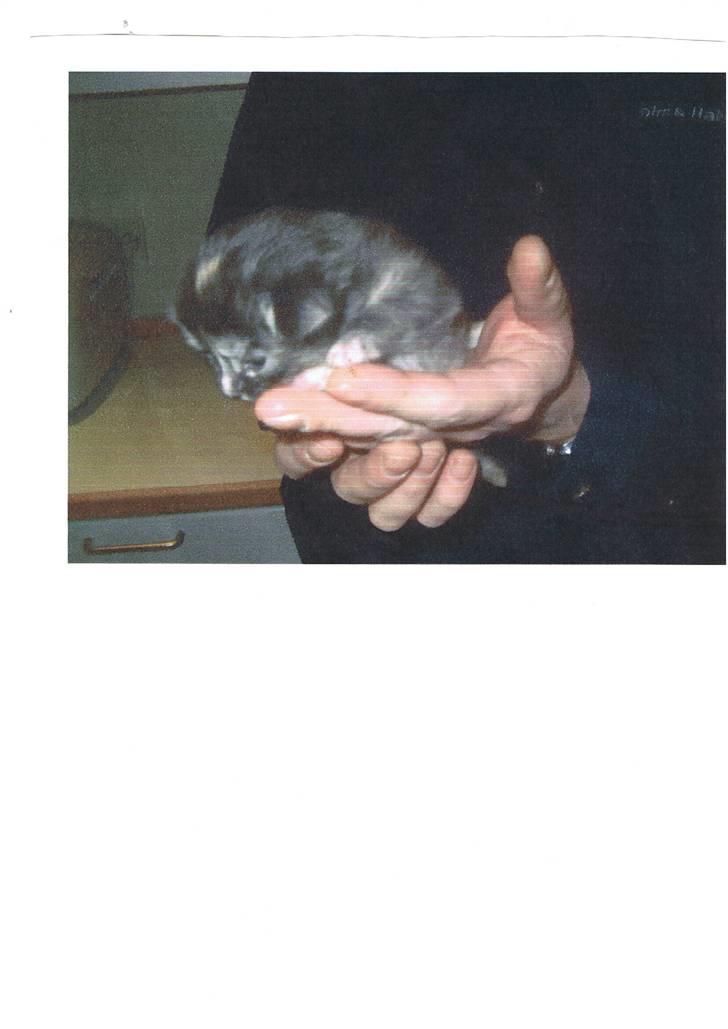 Maine Coon Sally - En meget lille Sally billede 6