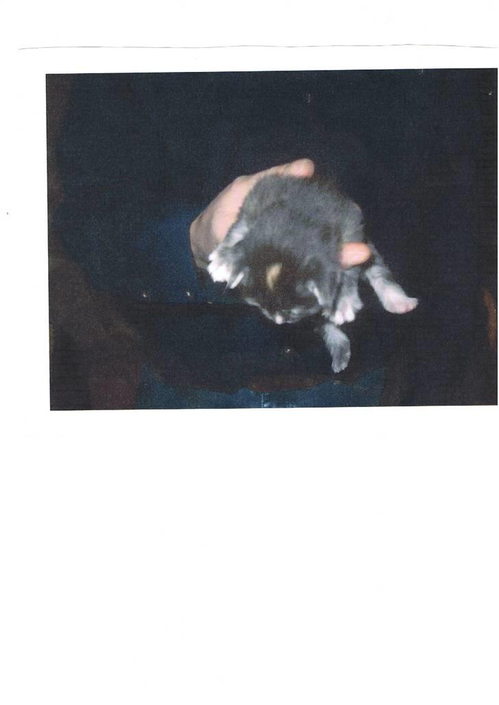 Maine Coon Sally - Thi lidt markrel i toppen billede 7