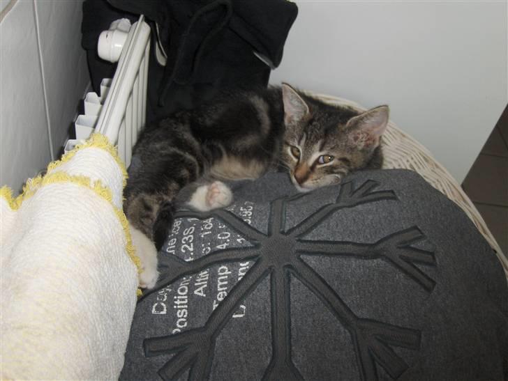 Blanding af racer Valentin ( Valle ) billede 6