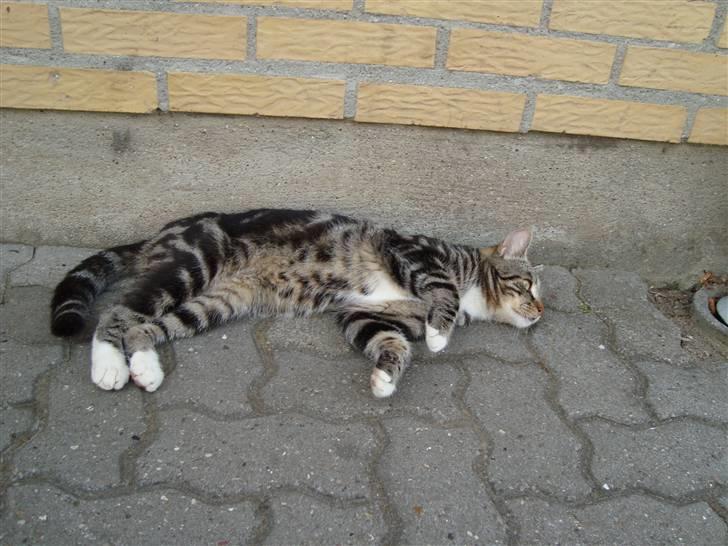 Blanding af racer Valentin ( Valle ) billede 7