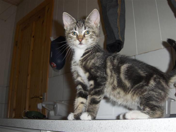 Blanding af racer Valentin ( Valle ) billede 8