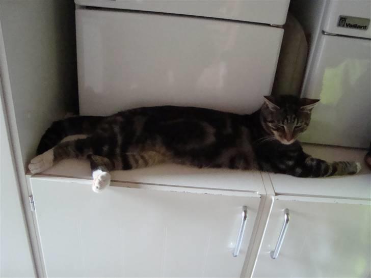 Blanding af racer Valentin ( Valle ) billede 9