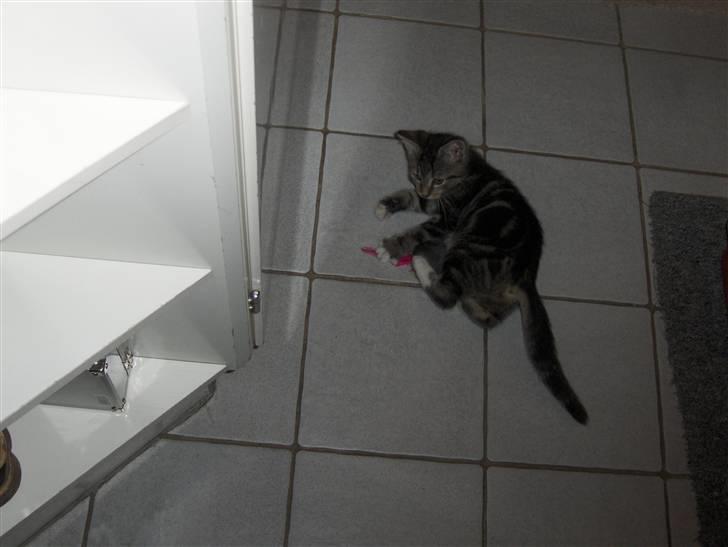 Blanding af racer Valentin ( Valle ) billede 10