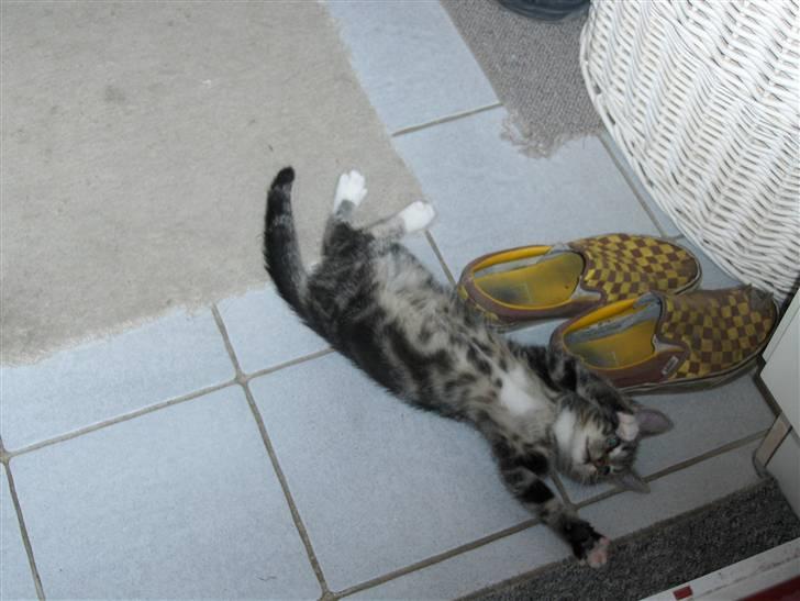 Blanding af racer Valentin ( Valle ) billede 11