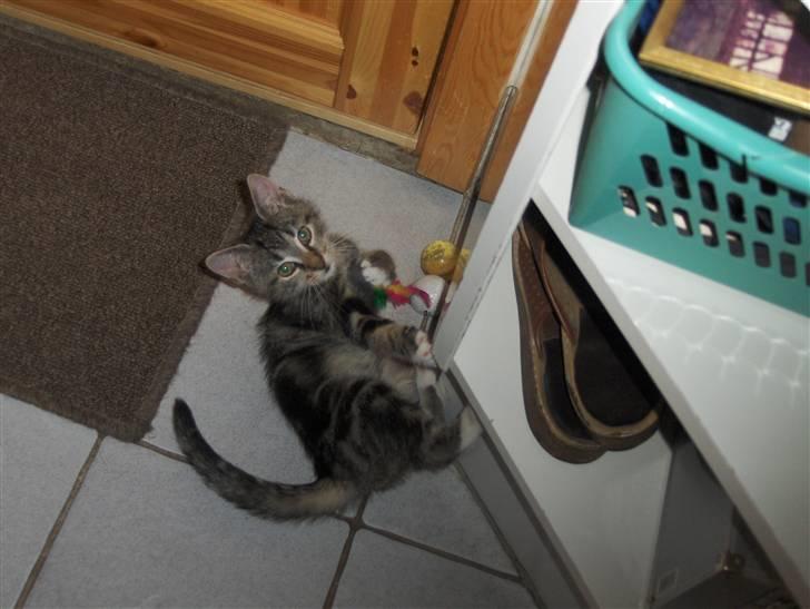 Blanding af racer Valentin ( Valle ) billede 12