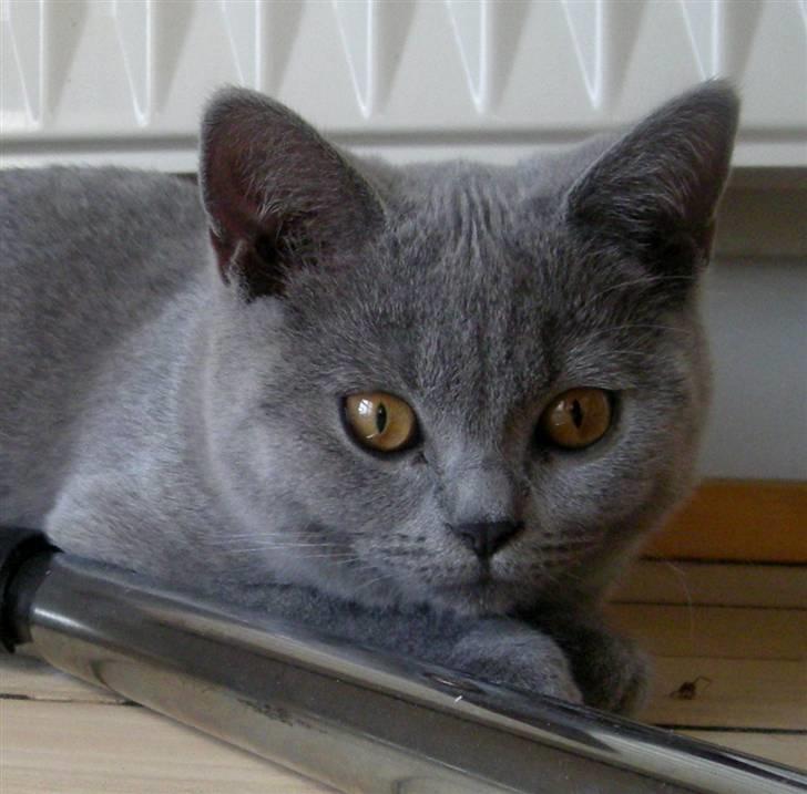 British Shorthair Bailey billede 14