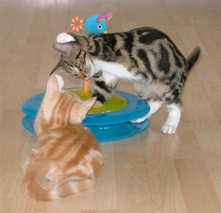 Huskat B Tween U'N Me (SOLGT) billede 16