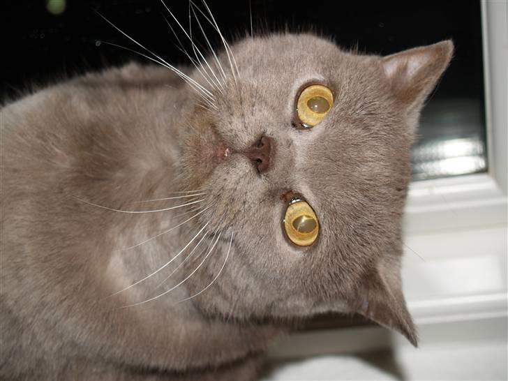 British Shorthair Felix fix billede 4