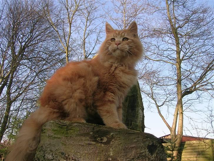 Maine Coon Pyrus - pyrus billede 1