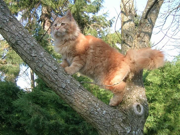 Maine Coon Pyrus - pyrus kladre billede 2