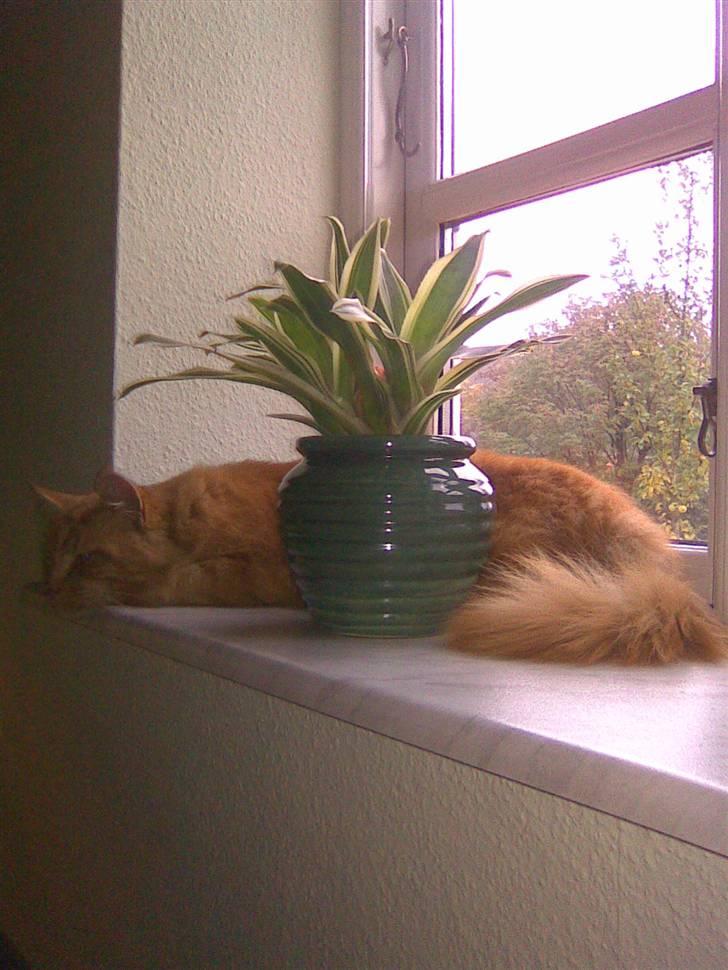 Maine Coon Pyrus - han holder udkik billede 3