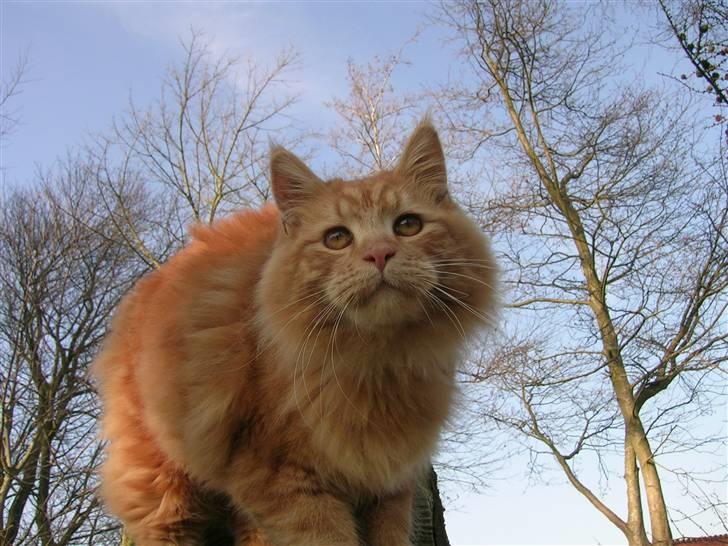 Maine Coon Pyrus billede 4