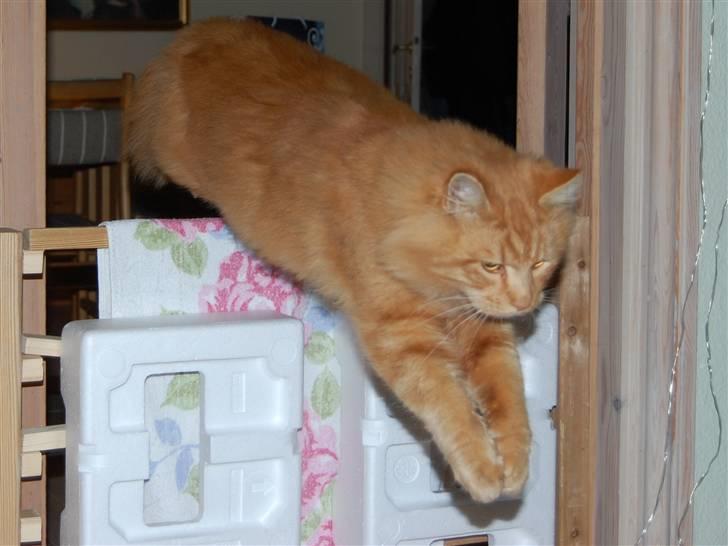 Maine Coon Pyrus - her springer Pyrus, ved ik hvor højt... billede 5