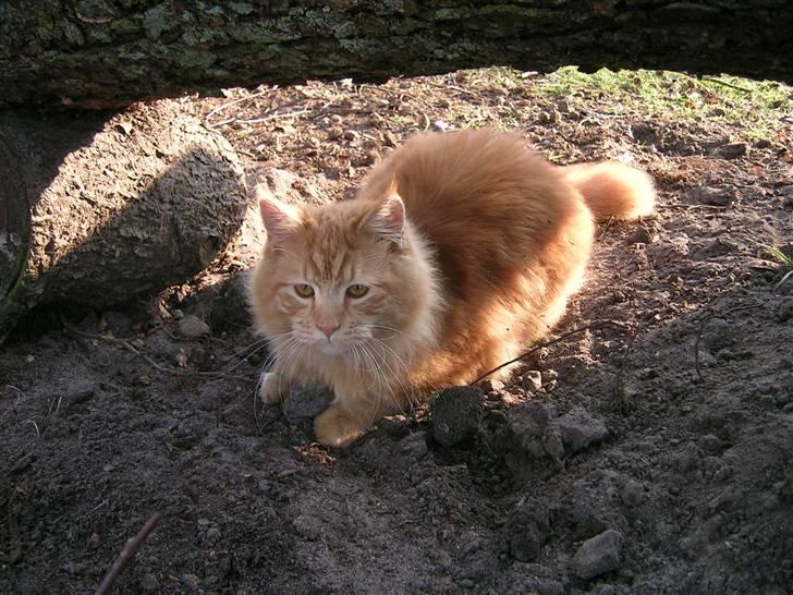 Maine Coon Pyrus billede 6