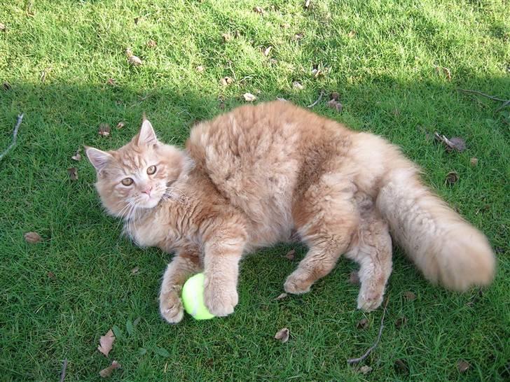 Maine Coon Pyrus billede 7