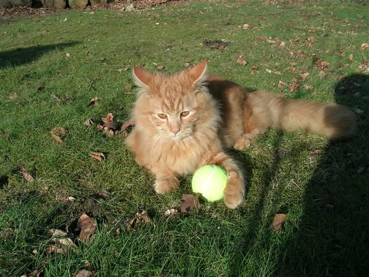 Maine Coon Pyrus billede 8