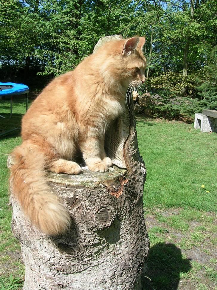 Maine Coon Pyrus - der er fler billeder på vej... billede 9