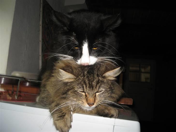 Blanding af racer Signe - Signe og Lucifer kærster. billede 15