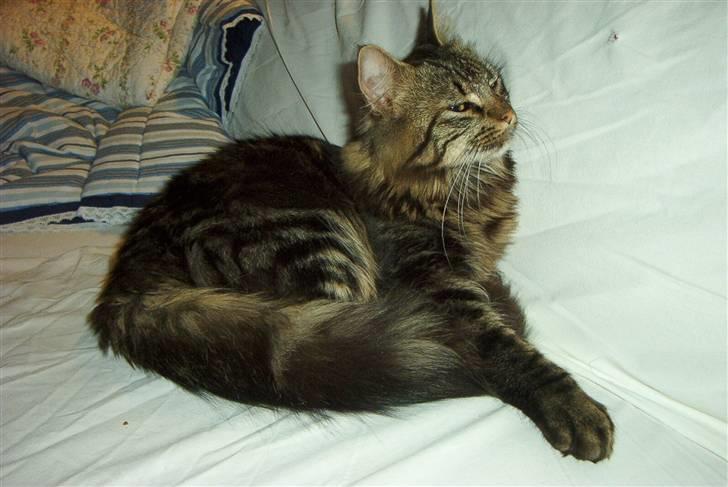 Blanding af racer Signe - Signe som ungmis. billede 16