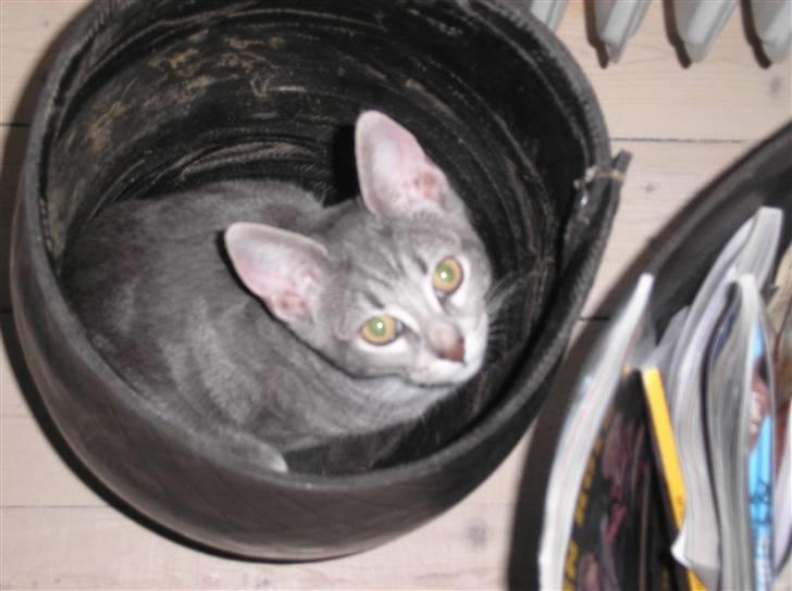 Huskat Carmen billede 12