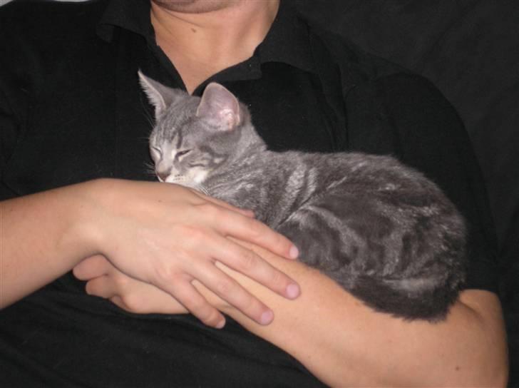 Huskat Carmen billede 13