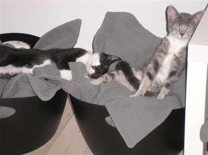 Huskat Carmen billede 14