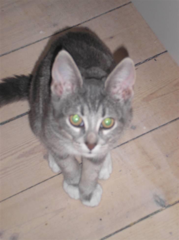 Huskat Carmen billede 15