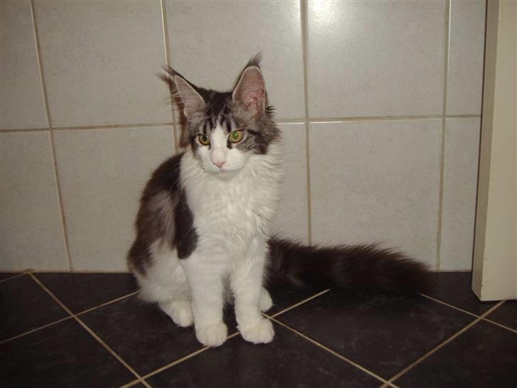 Maine Coon Coon Danica's Sex Bomb  - Bomben 21 uger billede 13