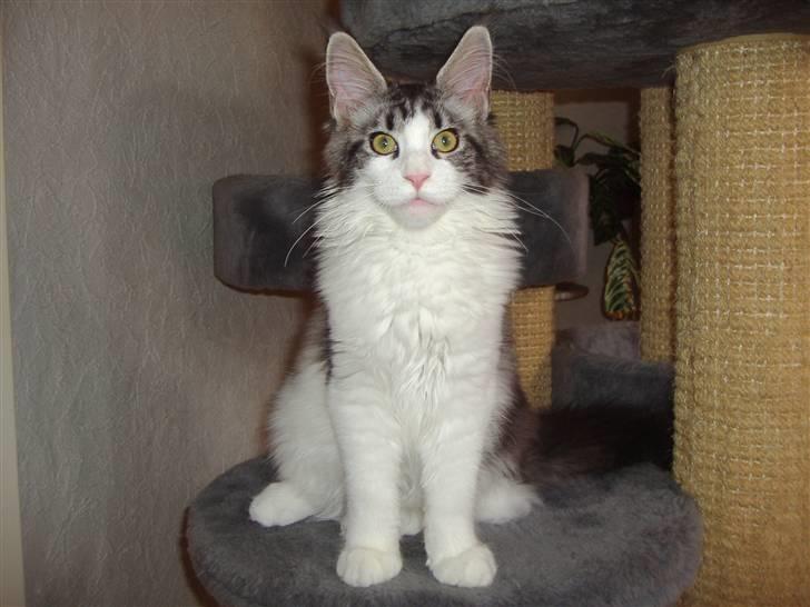 Maine Coon Coon Danica's Sex Bomb  - Bomben 21 uger billede 14