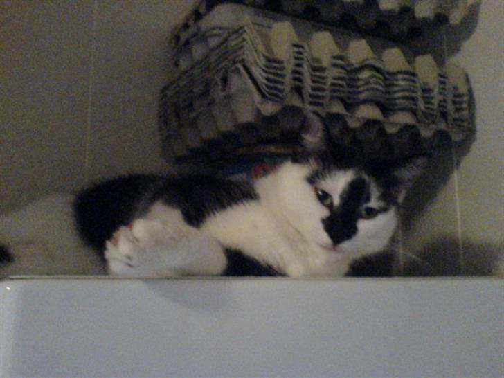 Blanding af racer Dipsi- R.I.P. (L) billede 2