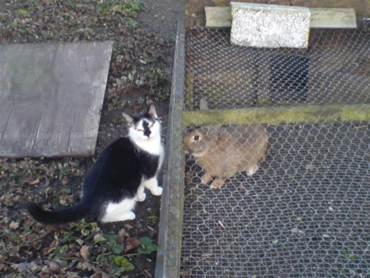 Blanding af racer Dipsi- R.I.P. (L) billede 3