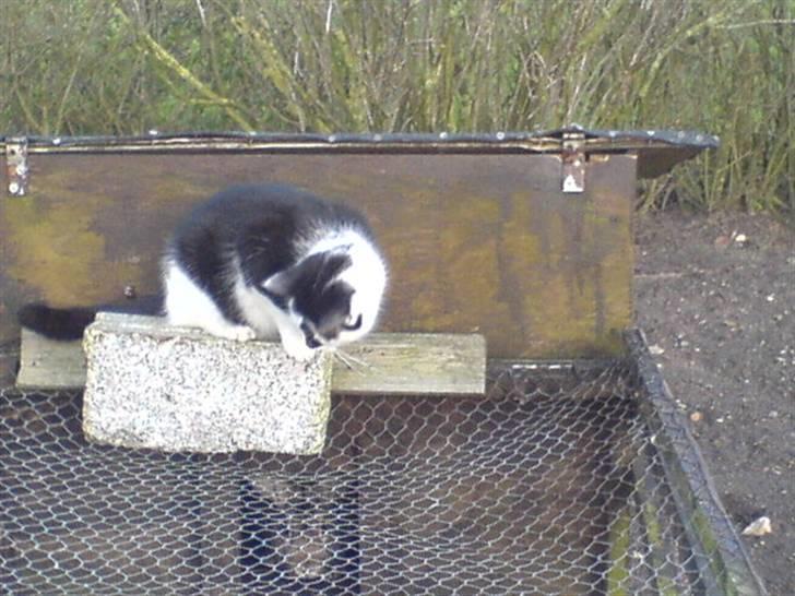 Blanding af racer Dipsi- R.I.P. (L) billede 4