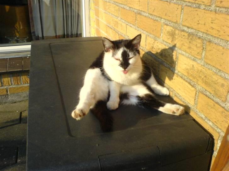 Blanding af racer Dipsi- R.I.P. (L) billede 5