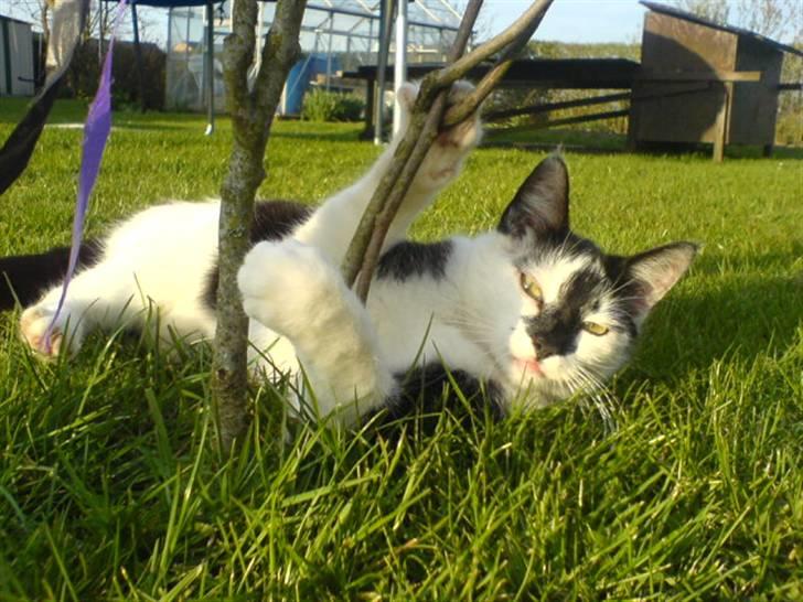 Blanding af racer Dipsi- R.I.P. (L) billede 6