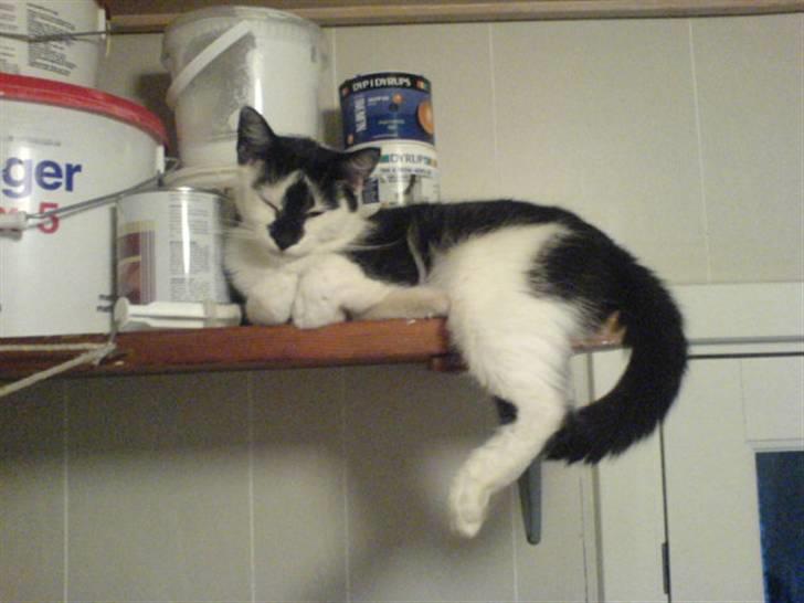 Blanding af racer Dipsi- R.I.P. (L) billede 7