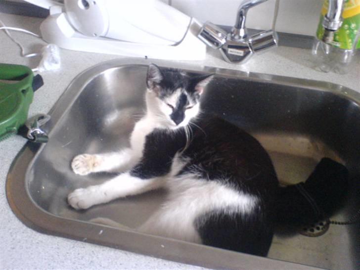 Blanding af racer Dipsi- R.I.P. (L) billede 8