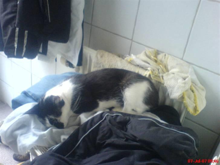 Blanding af racer Dipsi- R.I.P. (L) billede 9