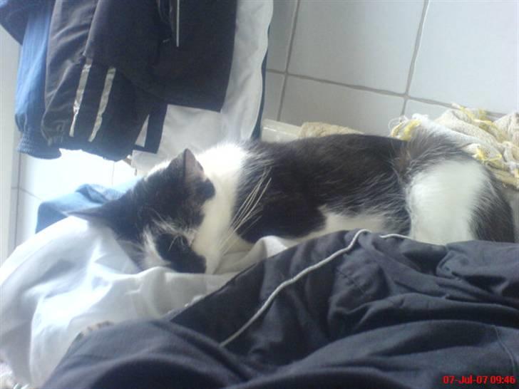 Blanding af racer Dipsi- R.I.P. (L) billede 10